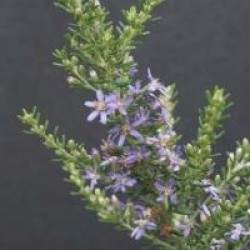 Olearia ramulosa
