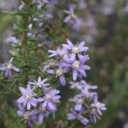 Olearia ramulosa