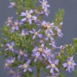 Olearia ramulosa