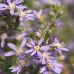 Olearia ramulosa