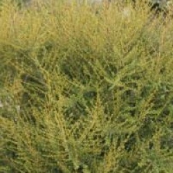 Olearia solandri Aurea