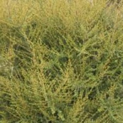 Olearia solandri 'Aurea'