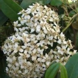 Olearia 'Talbot de Malahide'