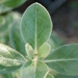 Olearia traversii - Olearia traversii