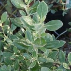 Olearia traversii