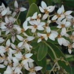 Olearia 'Waikariensis'