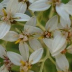Olearia 'Waikariensis'