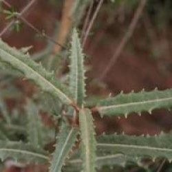 Olearia x mollis 'Zennorensis' - Olearia Zennorensis