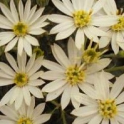 Olearia x scilloniensis 