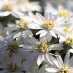 Olearia x scilloniensis 