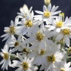 Olearia x scilloniensis 