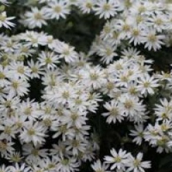 Olearia x scilloniensis 