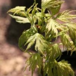 Acer saccharinum 'Born's Gracious'