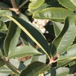 Osmanthus armatus - Osmanthe armatus