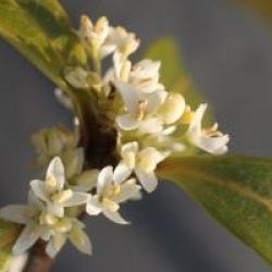 Osmanthus decorus