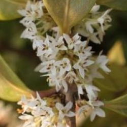 Osmanthus decorus
