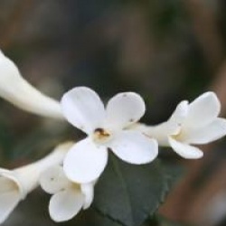 Osmanthus delavayi