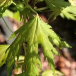 Acer saccharinum 'Born's Gracious'