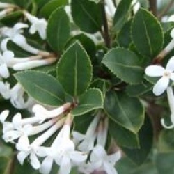 Osmanthus delavayi 'Heaven Scent' - Osmanthus Heaven Scent
