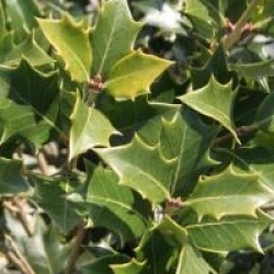 Osmanthus heterophyllus