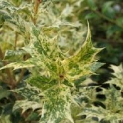 Osmanthus heterophyllus 'Goshiki'