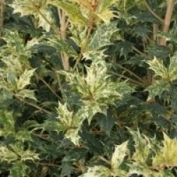 Osmanthus heterophyllus 'Goshiki'