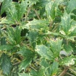 Osmanthus heterophyllus 'Goshiki'