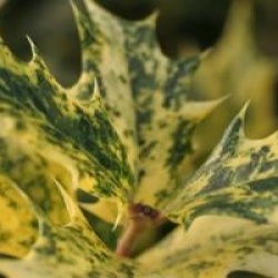 Osmanthus heterophyllus 'Goshiki' - Osmanthe tricolor