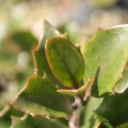 Osmanthus heterophyllus 'Purpureus' - Osmanthe pourpre