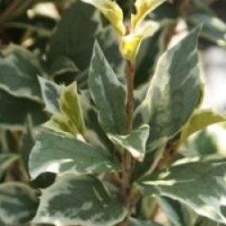 Osmanthus heterophyllus 'Variegatus' - Osmanthe panach�