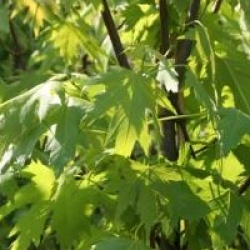 Acer saccharinum f. pyramidale