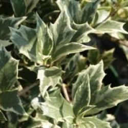 Osmanthus heterophyllus 'Variegatus'