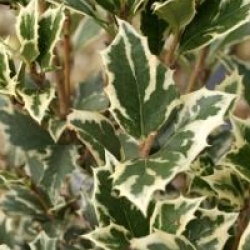 Osmanthus heterophyllus 'Variegatus'