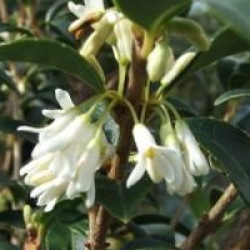 Osmanthe burkwoodii