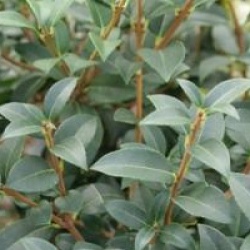 Osmanthus x burkwoodii