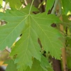 Acer saccharinum f. pyramidale