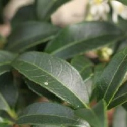 Osmanthus x burkwoodii