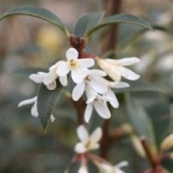 Osmanthus x burkwoodii