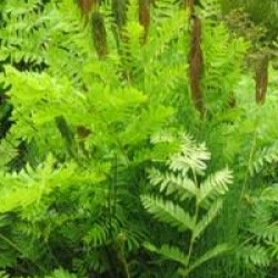 Osmunda regalis