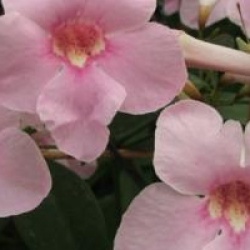 Pandorea jasminoides 'Power of Beauty'