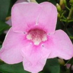 Pandorea jasminoides 'Power of Beauty' - Pandor�e � fleurs roses