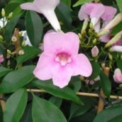 Pandorea jasminoides 'Power of Beauty'