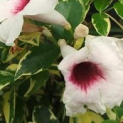 Pandorea jasminoides 'Variegata' - Pandor�e � feuillage panach�