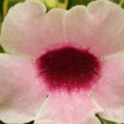 Pandorea jasminoides 'Variegata'