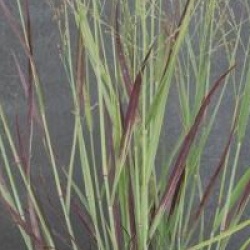 Panicum virgatum - Panic du Canada