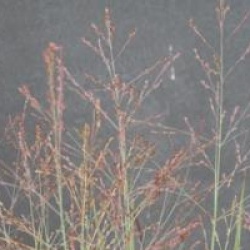 Panicum virgatum