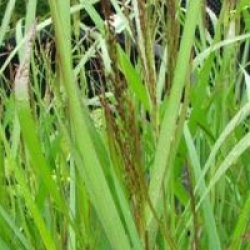 Panicum virgatum 'Squaw'