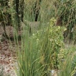 Panicum virgatum 'Squaw'