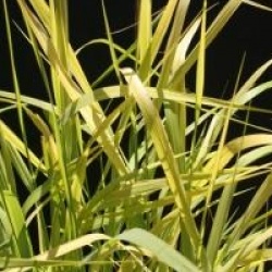 Panicum virgatum 'Warrior'