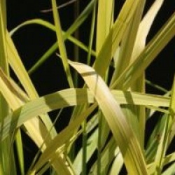 Panicum virgatum 'Warrior'